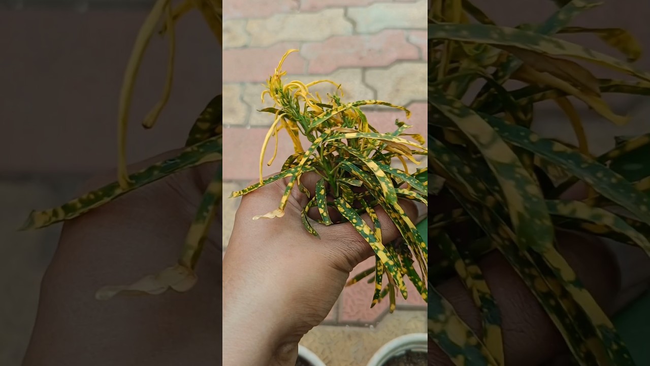 Croton plant from cutting #garden #crotonplantcare #gardenflowers #gardening #plantsofindia