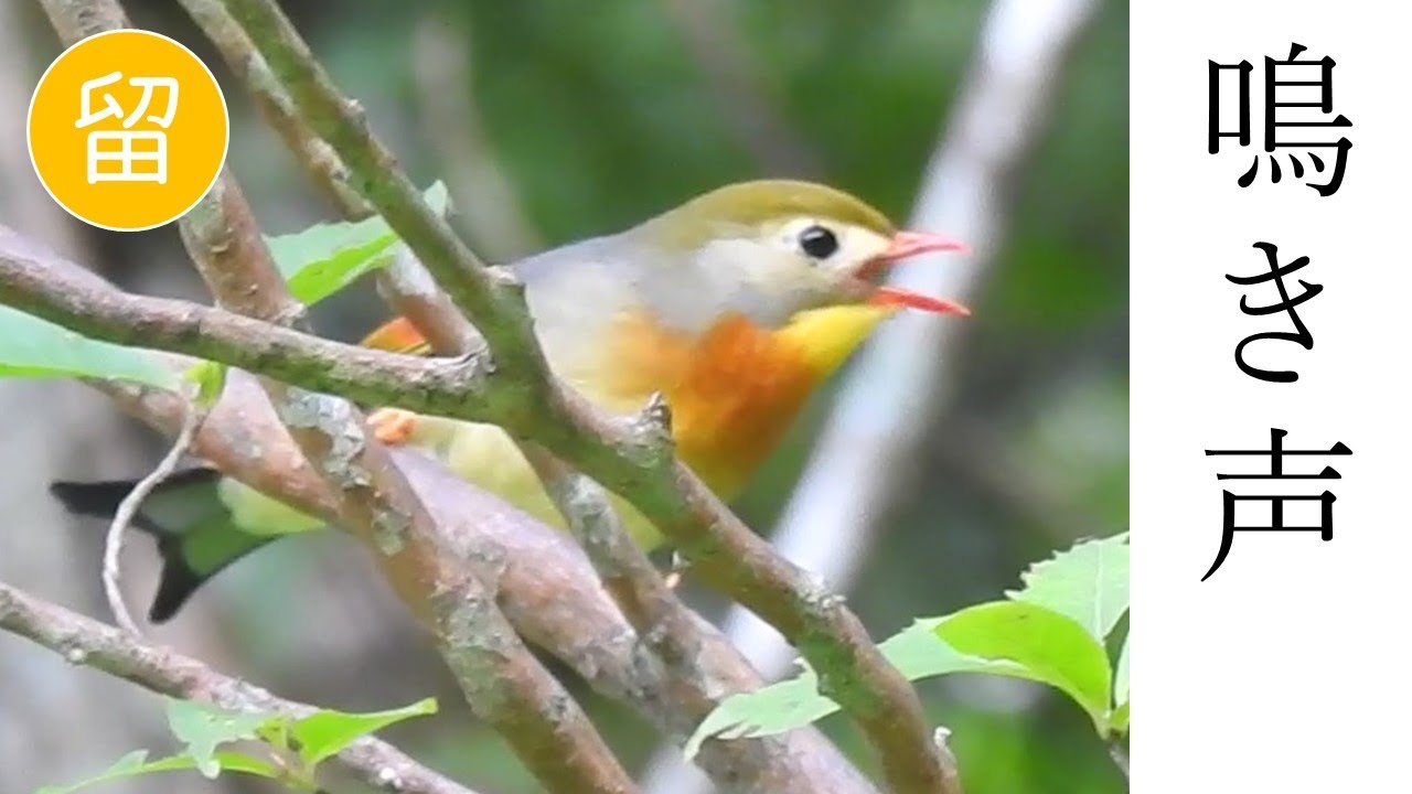 ソウシチョウ の 鳴き声