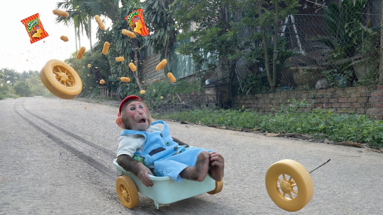 Uh Oh! Cubis Loses a Wheel… What Happens Next 😱