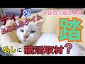 みぱねサブチャン(踏)ディノのふみふみ・ぬしのクイズ・取材やコラボ依頼。
