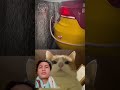 mo90 #cutecat #waterpark #stitchtricks #abcd