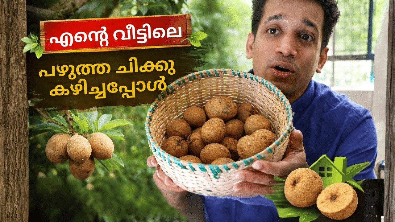 ഇത്രയും മധുരമുള്ള ചിക്കൂ വീട്ടിൽ തന്നെ വളർന്നതോ? 😲🍯 | Home Grown Sapota Taste Test