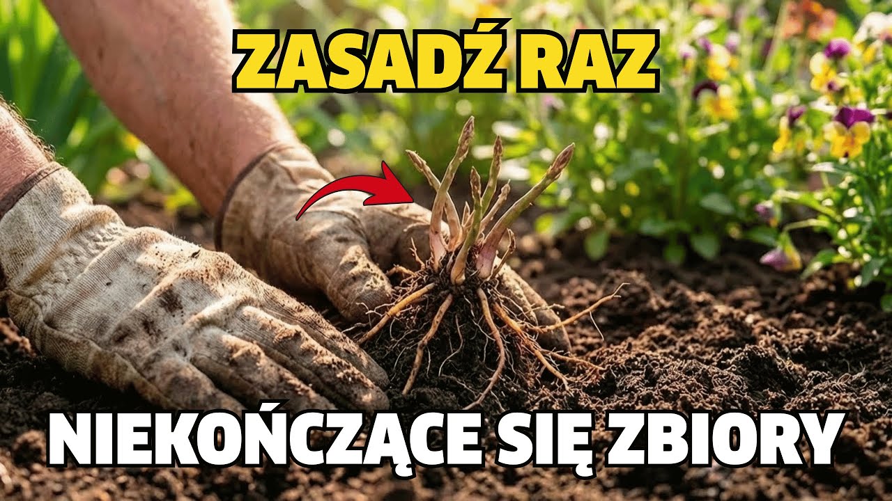Zasadź te 7 średniowiecznych roślin wieloletnich RAZ… i zbieraj plony na zawsze!