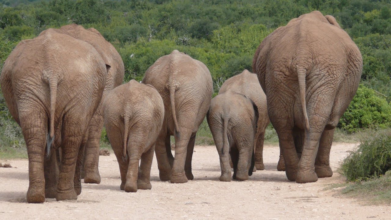 Adorable Animals Sound : Buffalo, Monkey, Cow, Goat, Tiger, Ant, Hippo, Kangaroo– Animals Sound