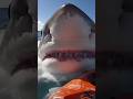 Un gran tibur&oacute;n blanco y un kayak &iquest;ataque? - AI #tiburones #shark #tiburon  #tiburonblanco #ai