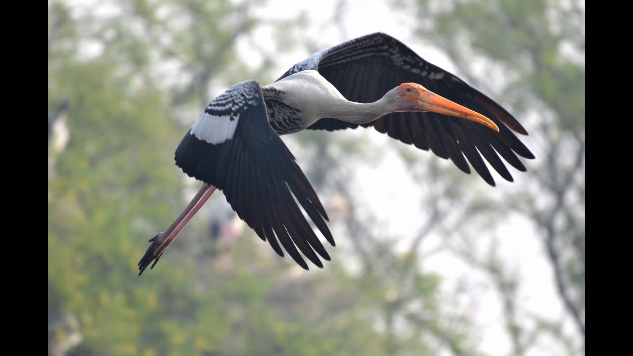 Family of painted stork / Tantale / Buntstorch, Barathpur National Park, Rajasthan India Inde Indien video phone beyonce mp3