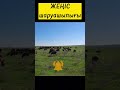 Қойлар #шаруашылық #гиссар #қозы #қошқар #ауыл #қазақстан #қой #кароль #лақ #арашанские_овцы #дорпер