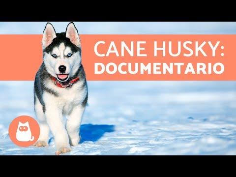 Video: Caratteristiche della caccia con un husky