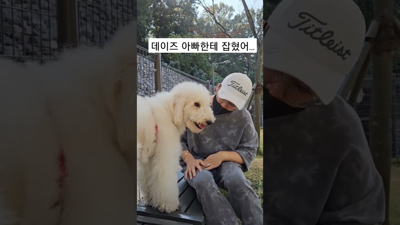 스탠다드푸들|데이즈 아빠한테 잡혔어...