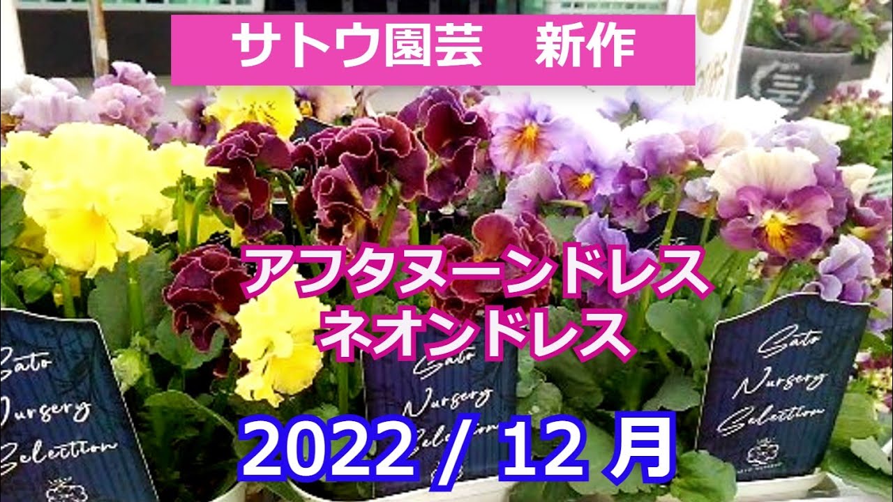 【花苗】103 サトウ園芸　アフタヌーン　ドレス 花苗】103 サトウ園芸 アフタヌーン ドレス - メルカリ