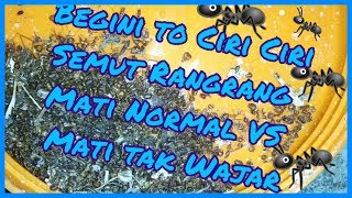 Ciri Ciri Semut Rangrang Mati Normal Vs Tak Normal
