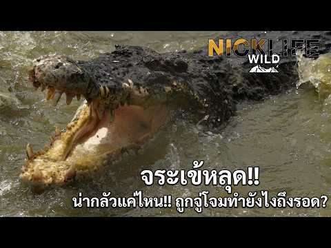 Nick Wildlife EP.57 How dangerous is an escaped crocodile? How to survive an attack!! #Educationa...