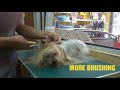 SILKY TERRIER BASIC GROOMING @ JY PET SALON の動画、YouTube動画。