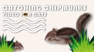 Cat Games - Catching Chipmunks! Video For Cats To Watch.