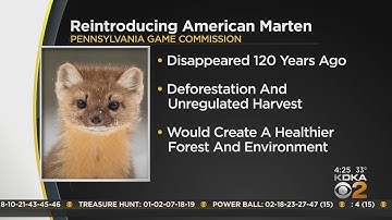 Game Commission considering plan to reintroduce American marten to Pennsylvania