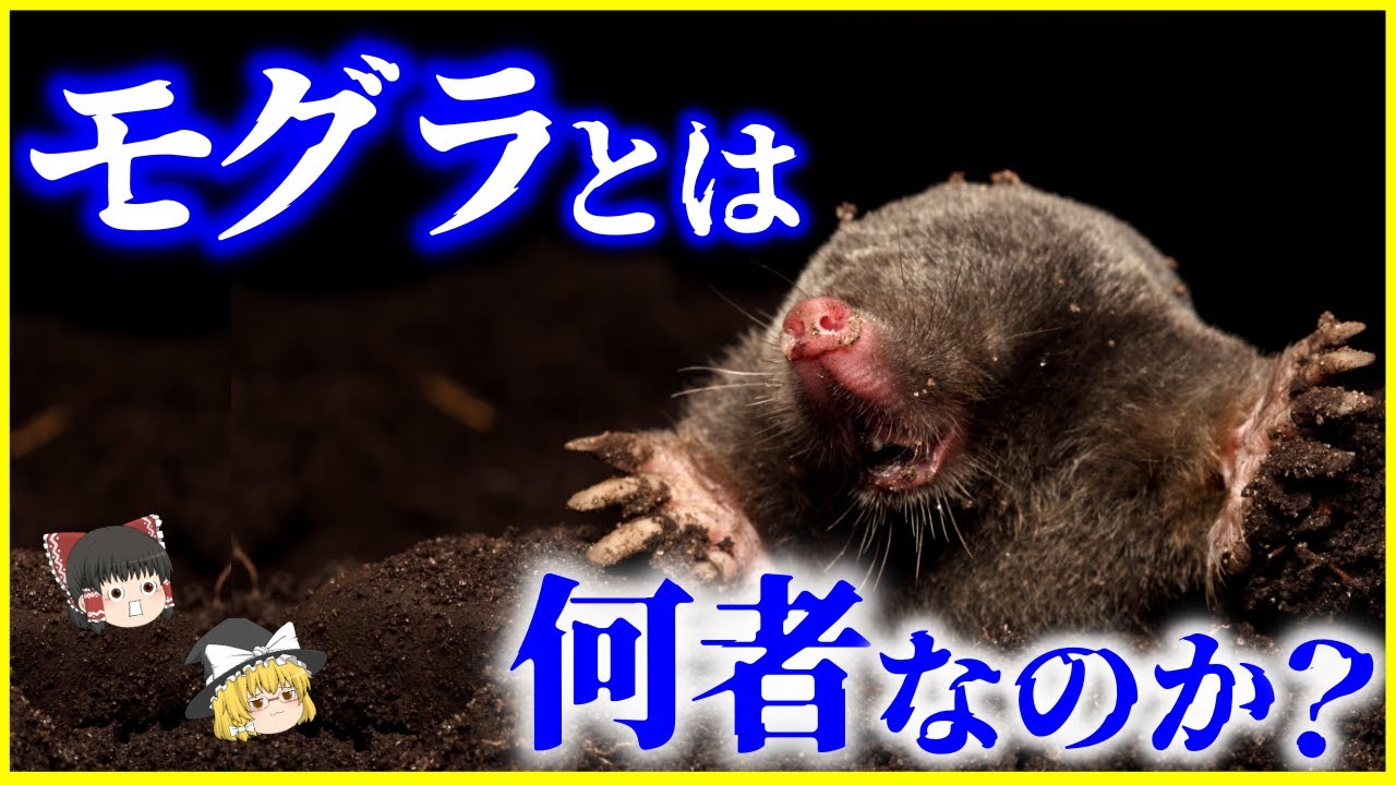 【ゆっくり解説】日本の東西で勢力争い⁉「モグラ」とは何者なのか？を解説/フォッサマグナの東西で種類が違う？