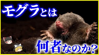 【ゆっくり解説】日本の東西で勢力争い⁉「モグラ」とは何者なのか？を解説/フォッサマグナの東西で種類が違う？