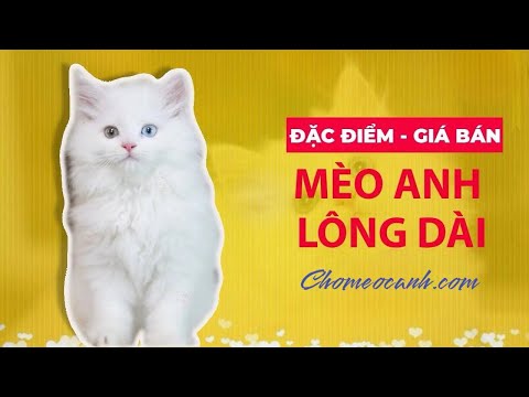 Giống Mèo Anh Lông Dài - Mèo Anh lông dài (Ald) giá bao nhiêu tiền năm 2022 tại Dogily Pet Shop Tphcm, Hà Nội. 0965.086.079