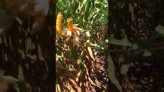 2022 CORN/CORN DKC111-33RIB