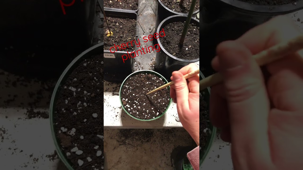 Planting a cherry seed to some AJR
