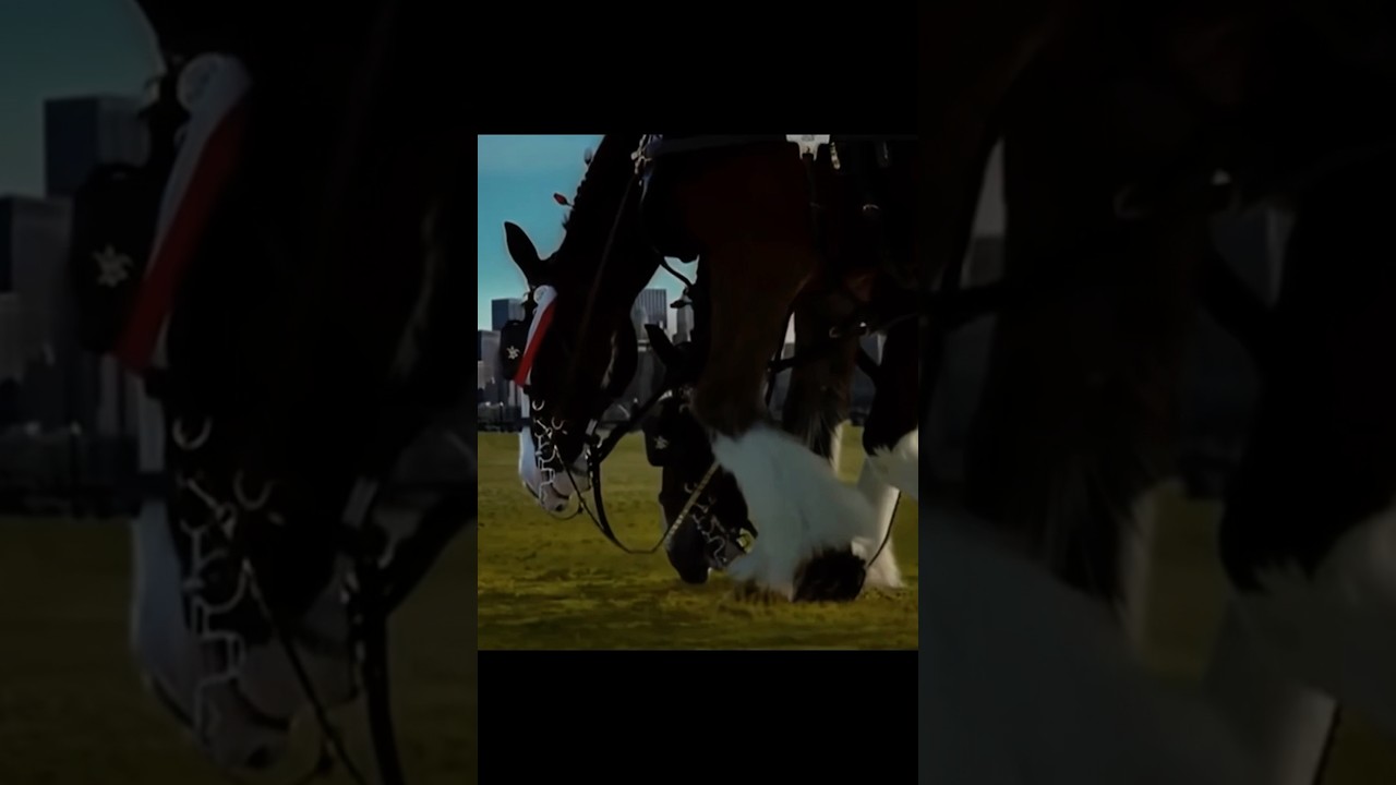 The Horses Are Praying to Mecca