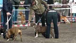 Download Lagu Raja's Original Belle The Beast 01 MP3