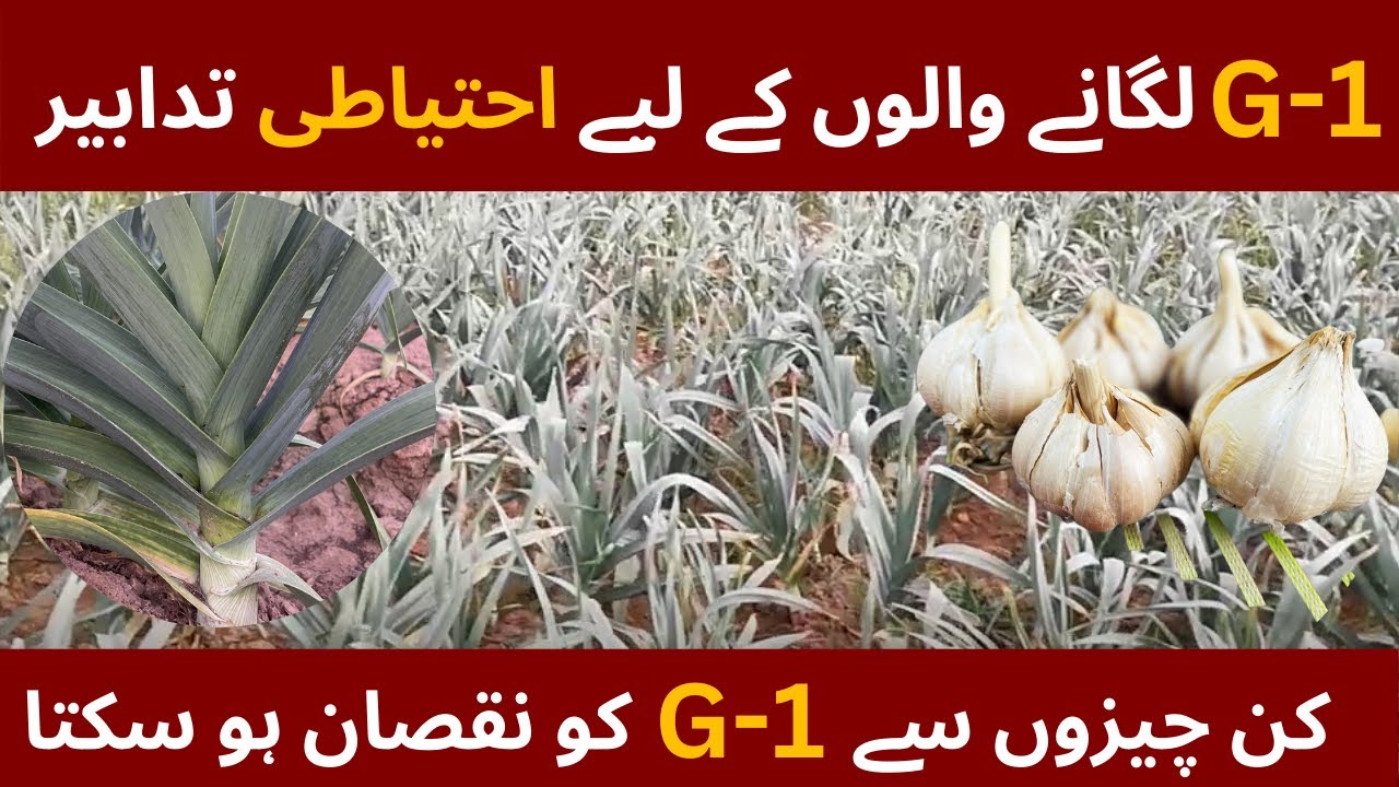 Narc G1 Lehsan k ehtiyat Narc garlic G1 Lehsan tips Narc G1 garlic