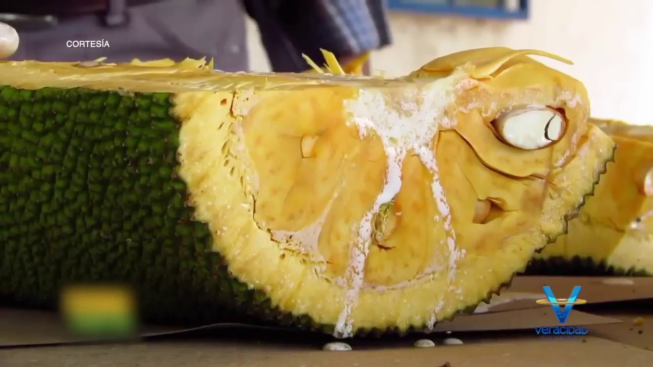 ¡Conoce más acerca de Jackfruit México! YouTube