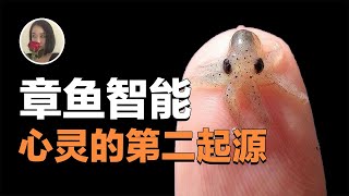 why octopus so smart but only live 2 years