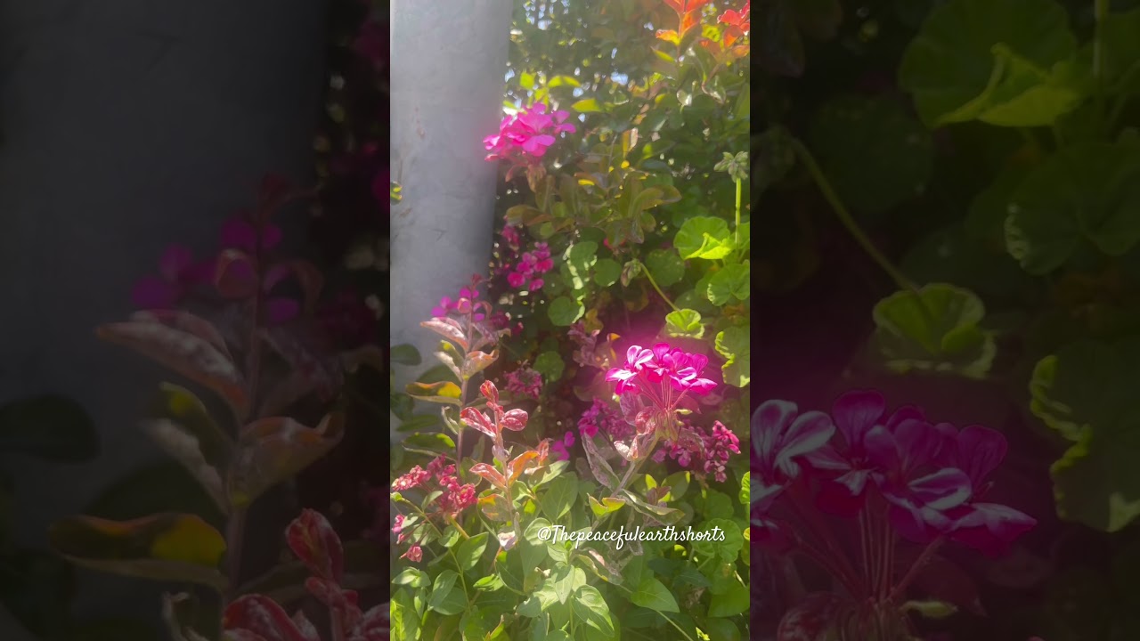 Geranium Flowers in Peaceful Garden 
