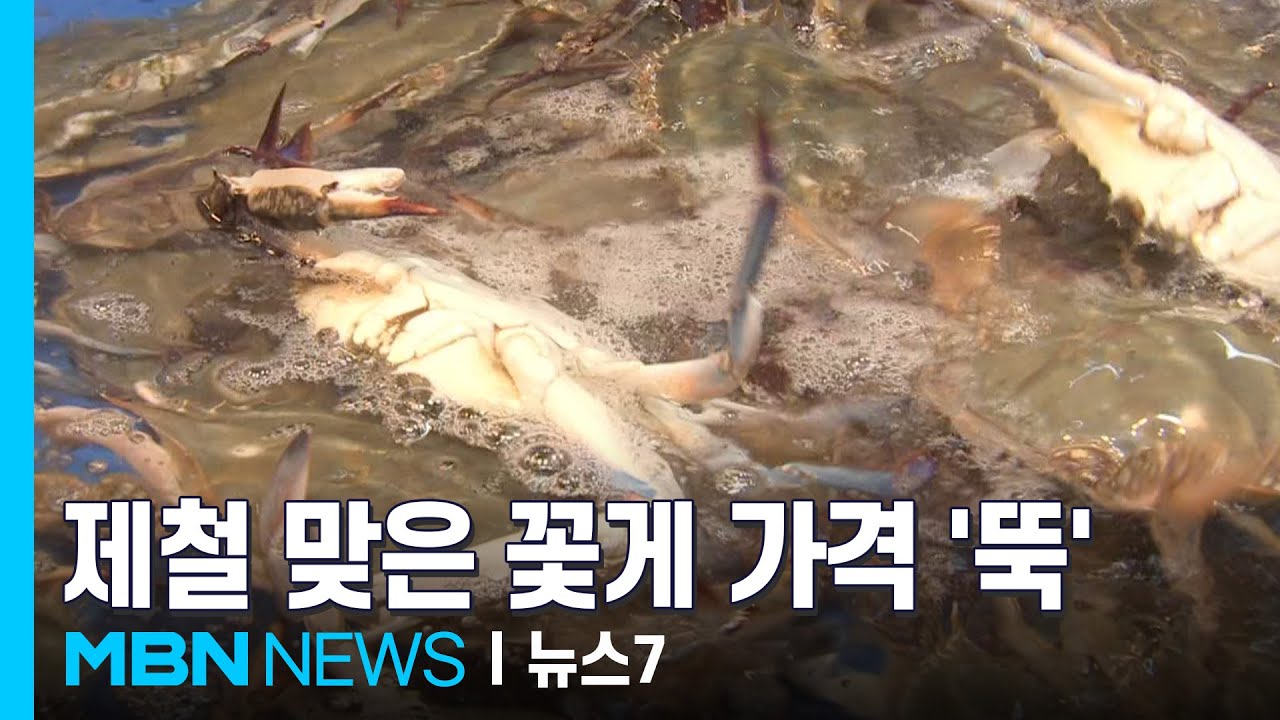수산물가 고공행진 중 꽃게 풍년…어획량 작년보다 40% '쑥' [MBN 뉴스7]