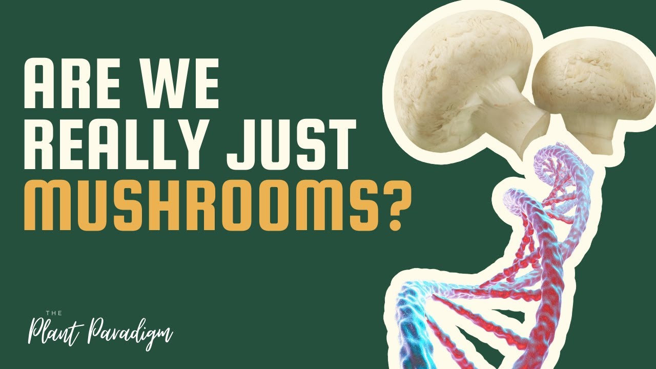 Do Humans Share DNA With Mushrooms?