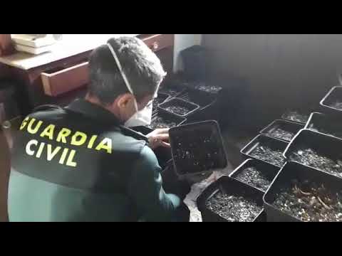 La plantación de marihuana de Ribadumia, enganchada a la red eléctrica
