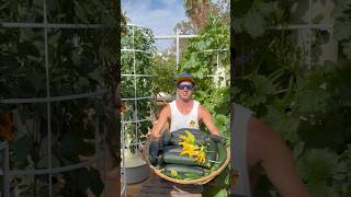 This is how we grow 18 zucchini plants vertically on an aeroponic tower