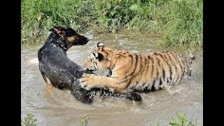 Tiger vs Dog