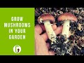 How To Grow Mushrooms In Your Garden (Outdoor Mushroom Beds)