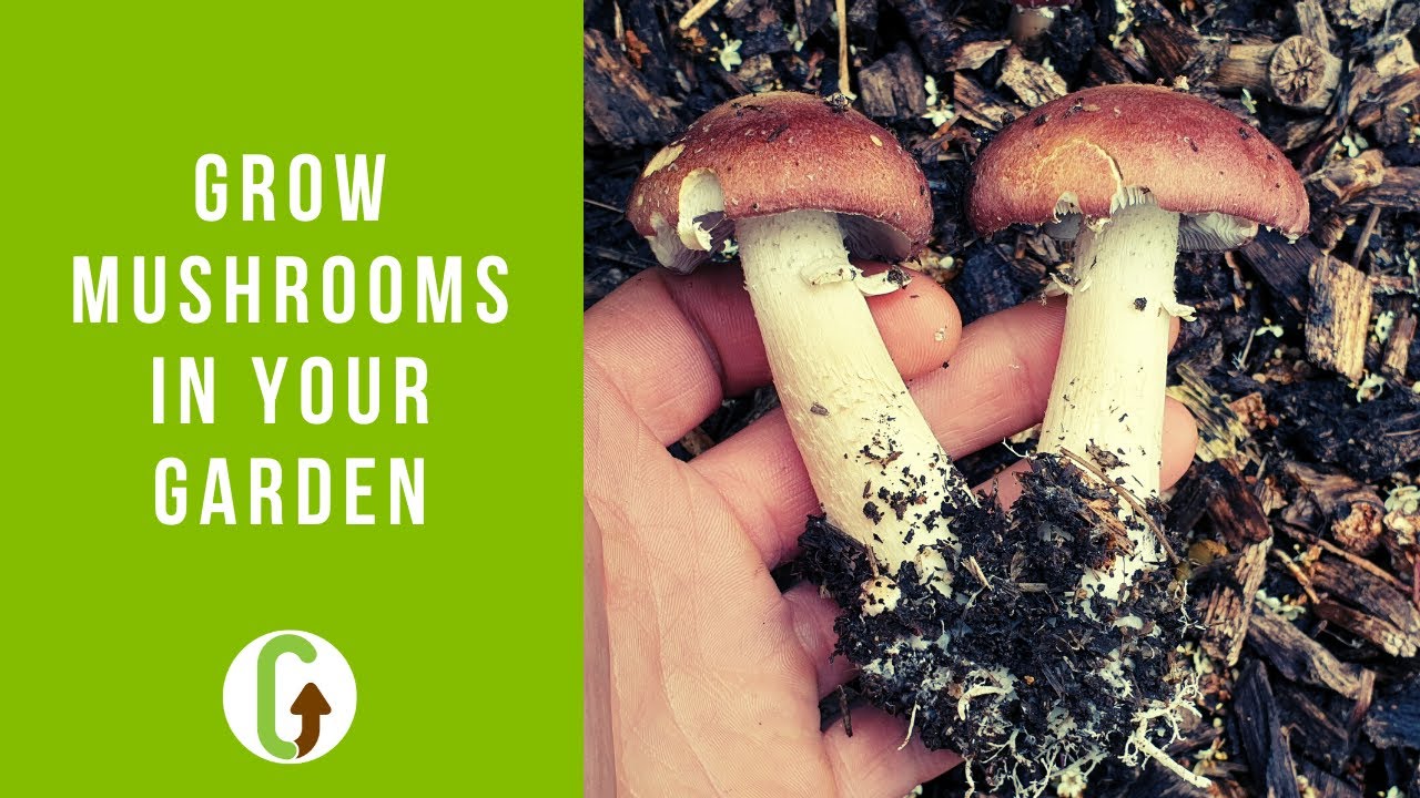 How To Grow Mushrooms In Your Garden Outdoor Mushroom Beds Grocycle Youtube