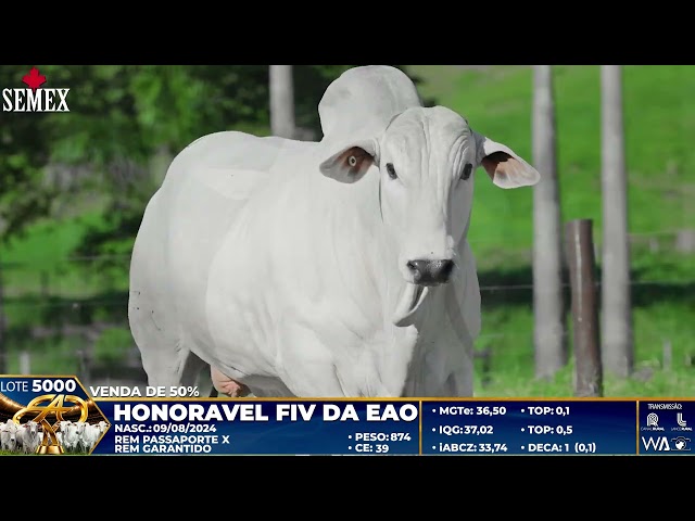 LOTE 5000   HONORAVEL FIV DA EAO