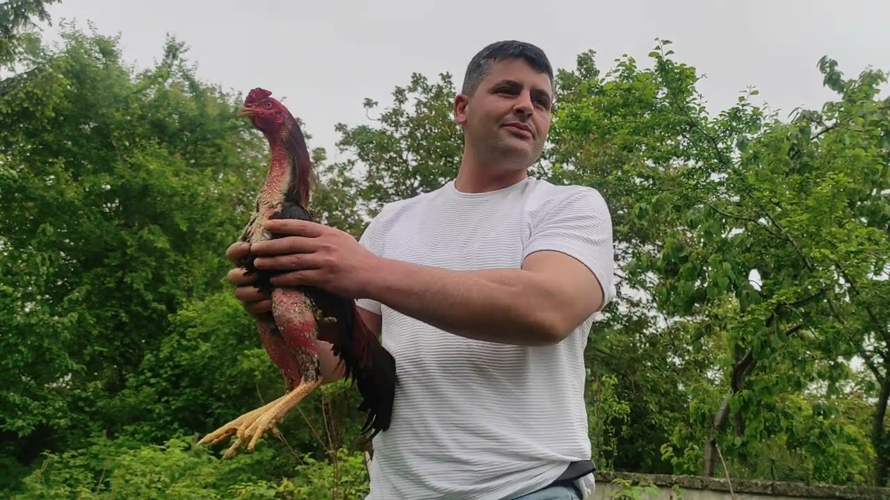 /// BUGÜN BOLU'DA ÇOK BAŞARILI OLAN HAYVANLARI GÖRMEK NASİP OLDU ///