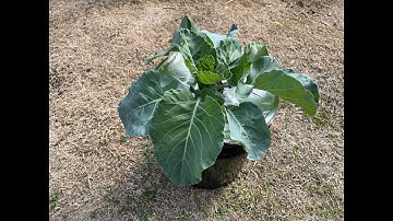 Kratky Hydroponic - When And How To Change or Refill Nutrients