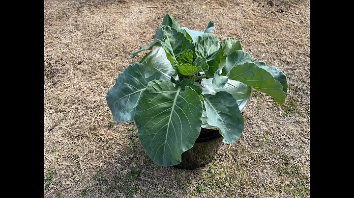 Kratky Hydroponic - When And How To Change or Refill Nutrients