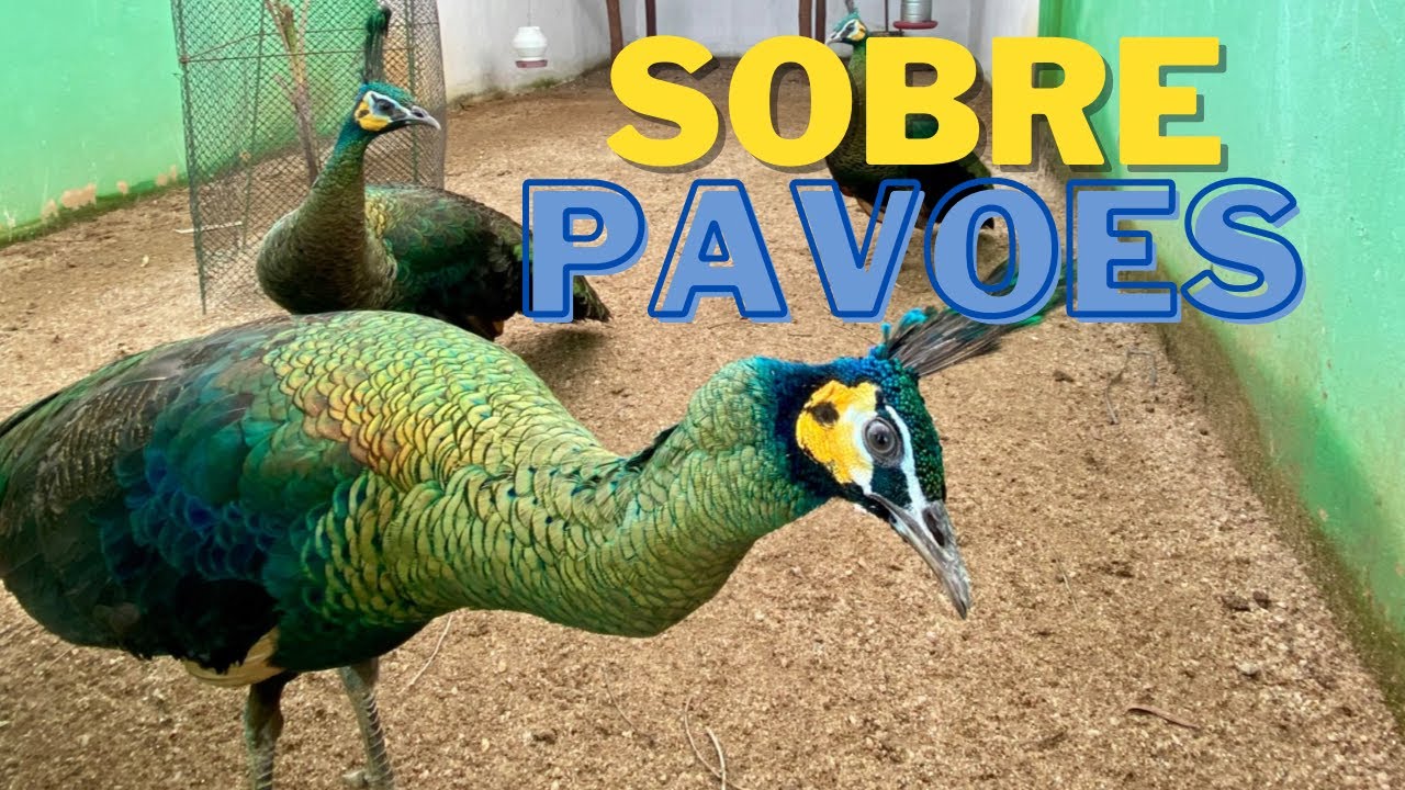 Um pouquinho sobre os pavões do criatório!!!
