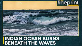 Arabian Sea Faces Extreme Temperature Surge, Marine Life Under Stress | WION Fineprint
