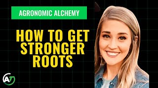 Root to Success: Enhancing Corn Growth with Advanced Phosphorus Management