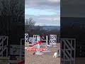 When the pole picker spooks the pony #horse #equestrian #pony #showjumping #trending ##horseriding