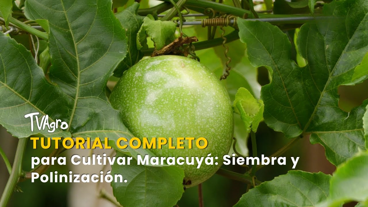 Tutorial Completo para Cultivar Maracuyá: Siembra y Polinización - TvAgro por Juan Gonzalo Angel