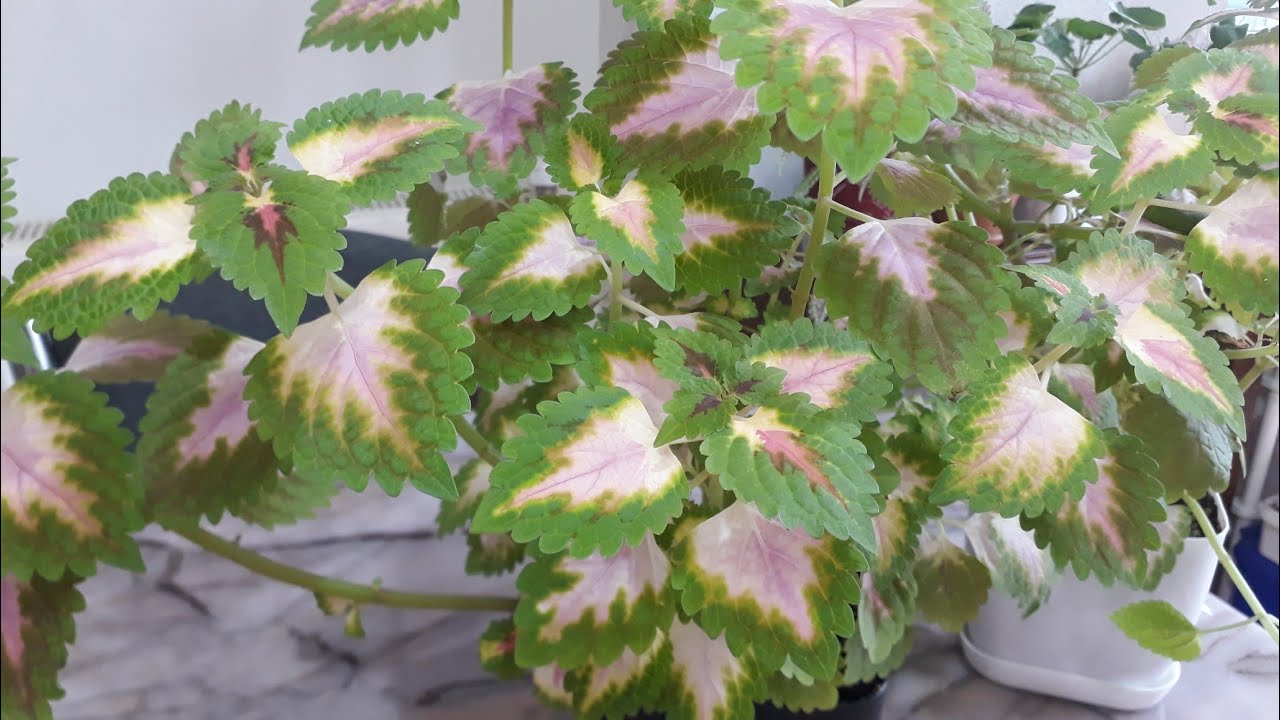 Bitkilerde bitlenme sorunu /Yaprak güzeli çiçeğim bitlendi ...