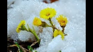 ЯПОНЦЫ НАШЛИ ТО, ЧТО ПРОДЛЕВАЕТ ЖИЗНЬ И ЧТО ДЕЛАЕТ МАТЬ И МАЧЕХА 28.02.2019 ЯПОНЦЫ НАШЛИ ТО, ЧТО ПРОДЛЕВАЕТ ЖИЗНЬ И ЧТО ДЕЛАЕТ МАТЬ И МАЧЕХА 28.02.2019