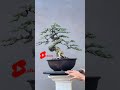 KEINDAHAN BONSAI SAENG SIMBUR MELIUK LAMBAIAN #shorts #bonsaiindonesia #bonsaitree