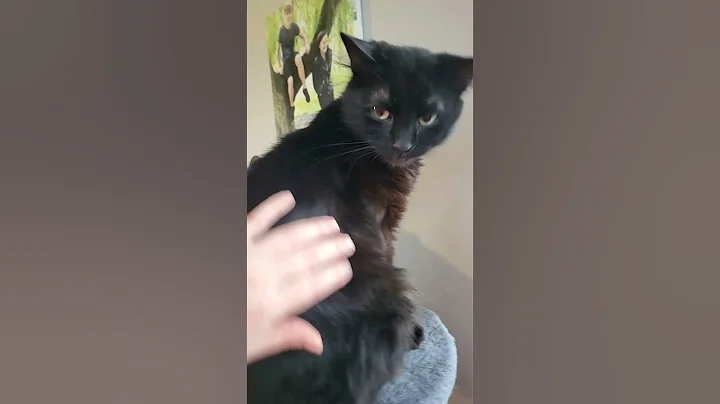 Watch the video about 🤣 Just chilling..#love #family #beautiful #happy #cat #funny #cute #adorable #beauty